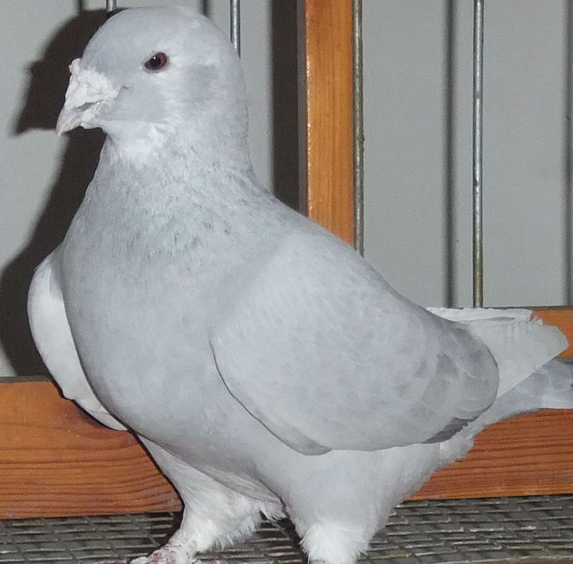  - Voiajori Standard baltati 2017