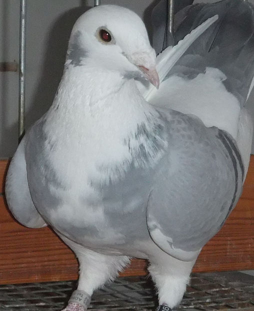  - Voiajori Standard baltati 2017