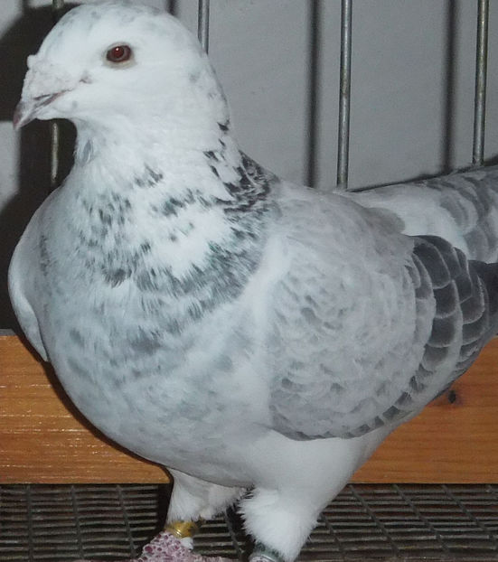  - Voiajori Standard cuci 2017