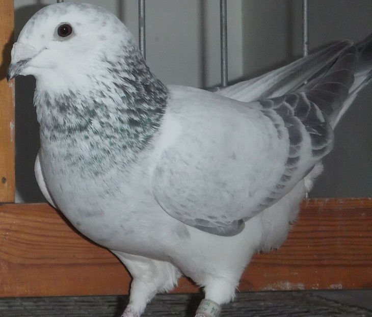  - Voiajori Standard cuci 2017