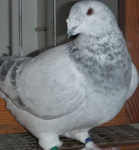  - Voiajori Standard cuci 2017