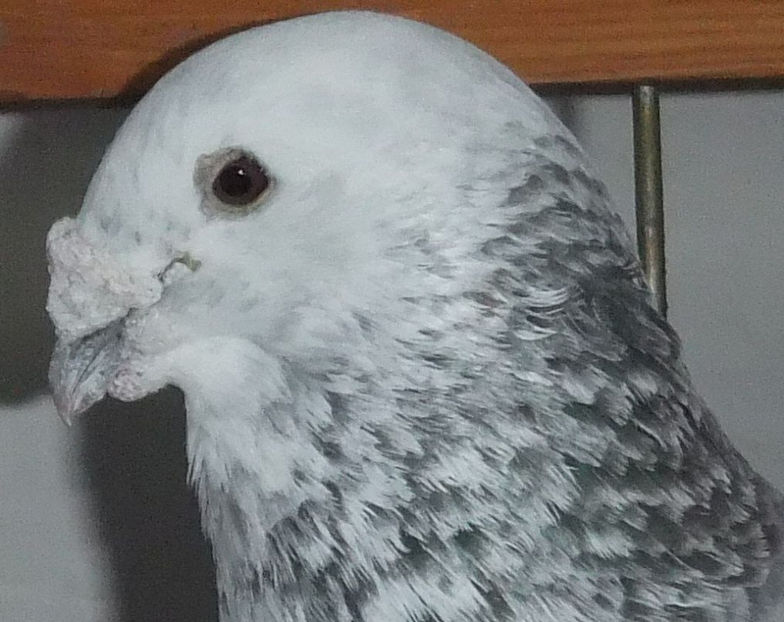  - Voiajori Standard cuci 2017