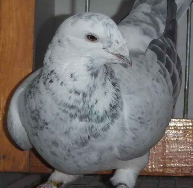  - Voiajori Standard cuci 2017