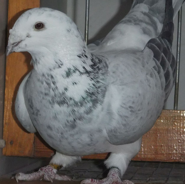  - Voiajori Standard cuci 2017