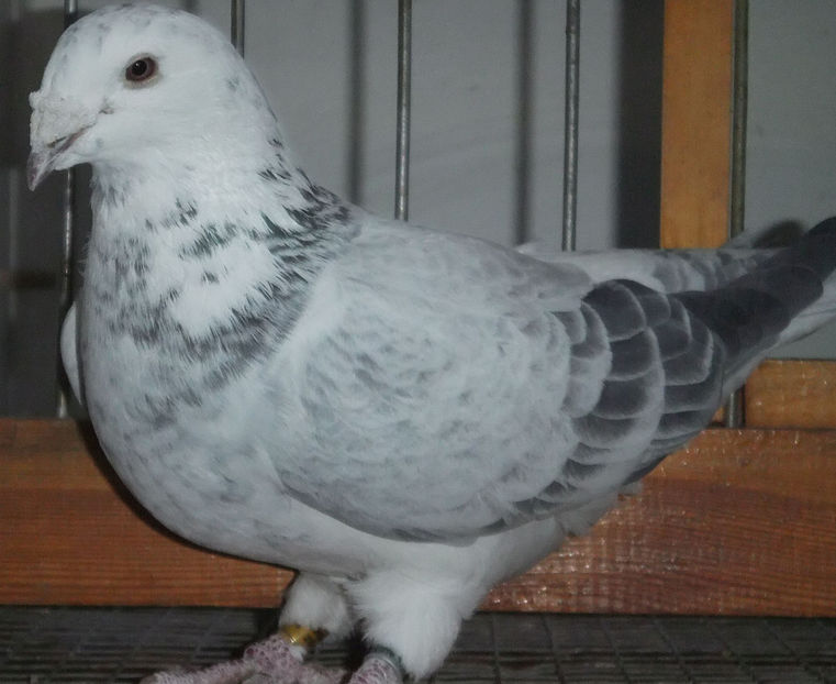  - Voiajori Standard cuci 2017