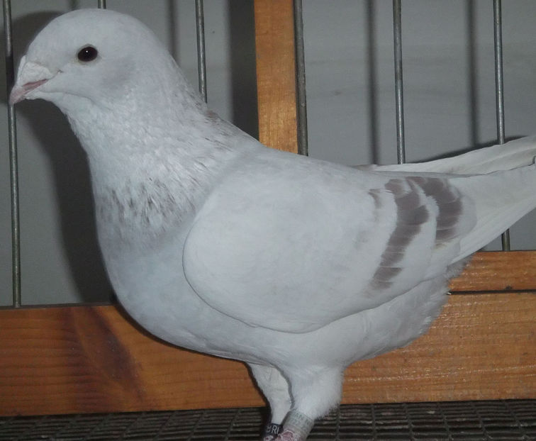  - Voiajori Standard trestii - argintii 2017