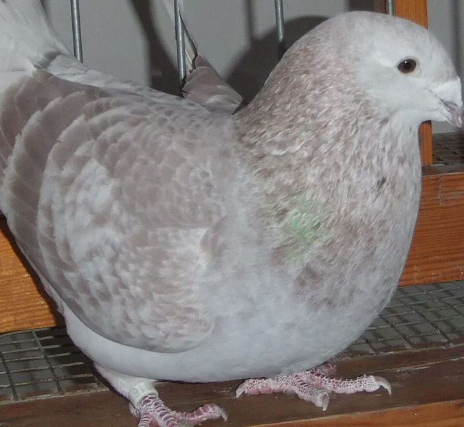  - Voiajori Standard trestii - argintii 2017