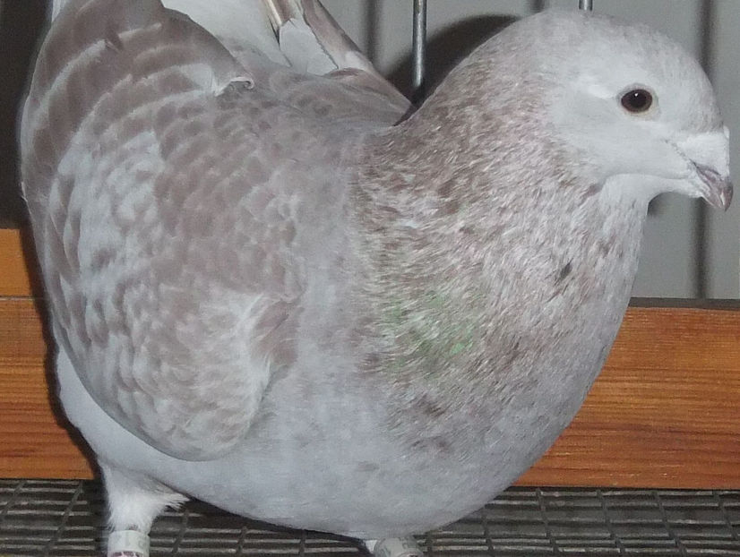  - Voiajori Standard trestii - argintii 2017