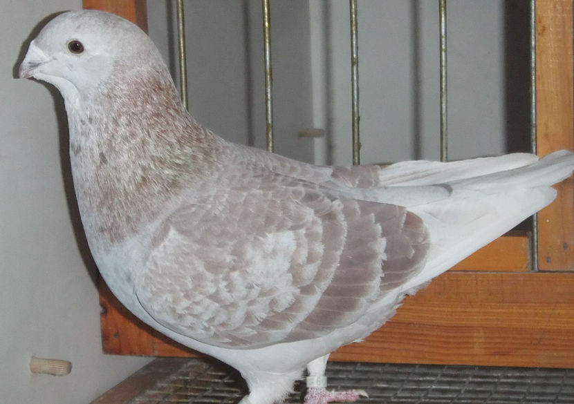  - Voiajori Standard trestii - argintii 2017