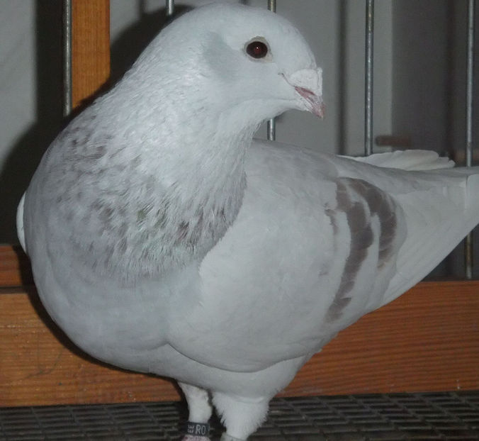  - Voiajori Standard trestii - argintii 2017