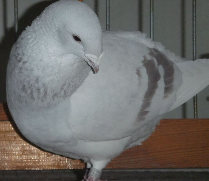  - Voiajori Standard trestii - argintii 2017