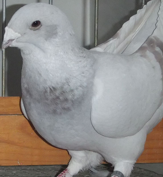  - Voiajori Standard trestii - argintii 2017