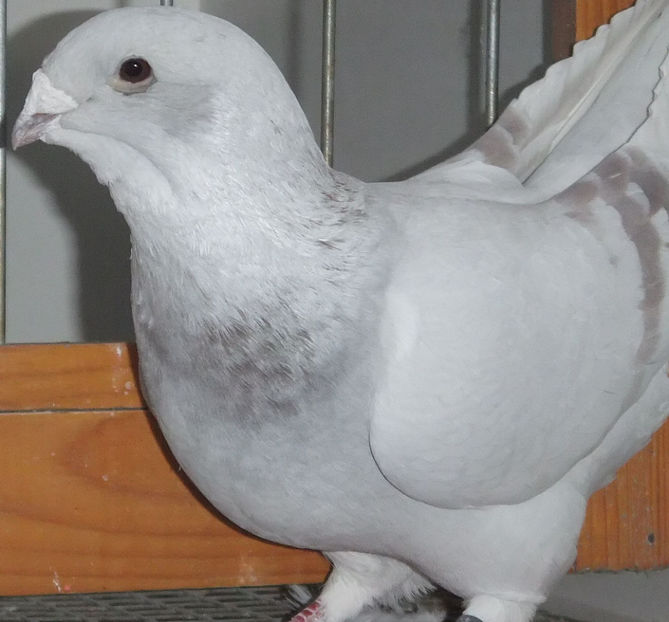  - Voiajori Standard trestii - argintii 2017