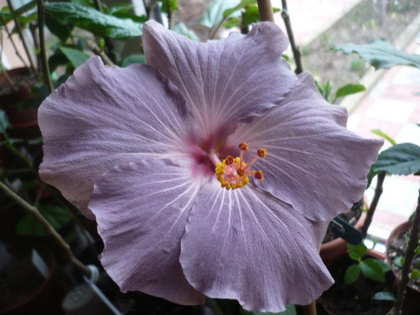 P1310170 - HIBISCUSI 2017-1