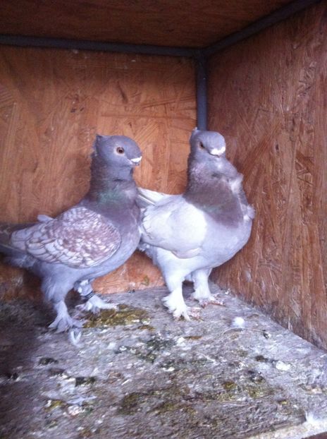 image - BLONDINETI MATCA 2017