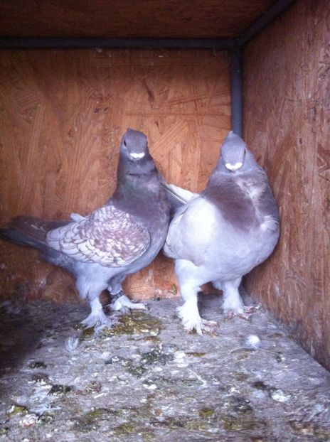 image - BLONDINETI MATCA 2017