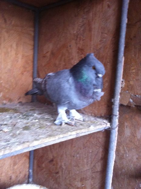 image - BLONDINETI MATCA 2017