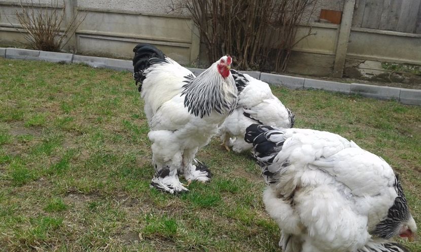  - Vizita la un mare crescator