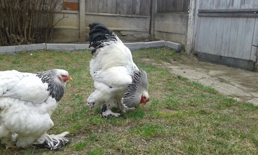  - Vizita la un mare crescator