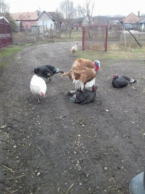 S-a curcanit si curca-mama - Matca curci 2017