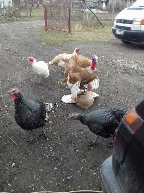 Iubitii - Matca curci 2017