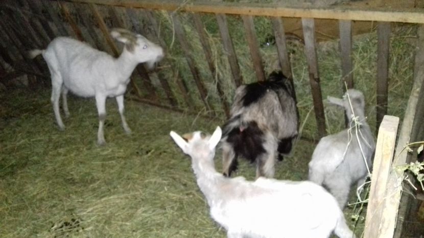  - Capre ALPINA FRANCEZA si SAANEN 2017