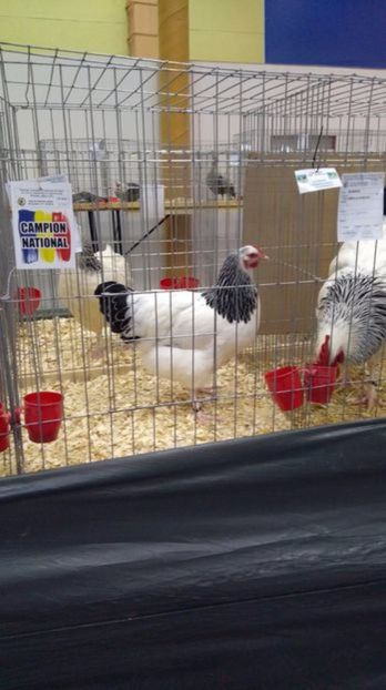 Campioana Nationala Bucuresti 2016 - GAINI RASA SUSSEX