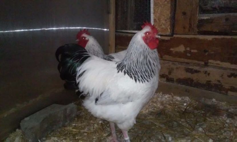 Campion Național Lugoj 2015 - GAINI RASA SUSSEX