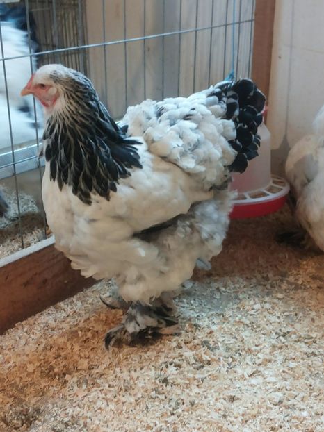  - 1 Brahma columbia alb-negru 2017