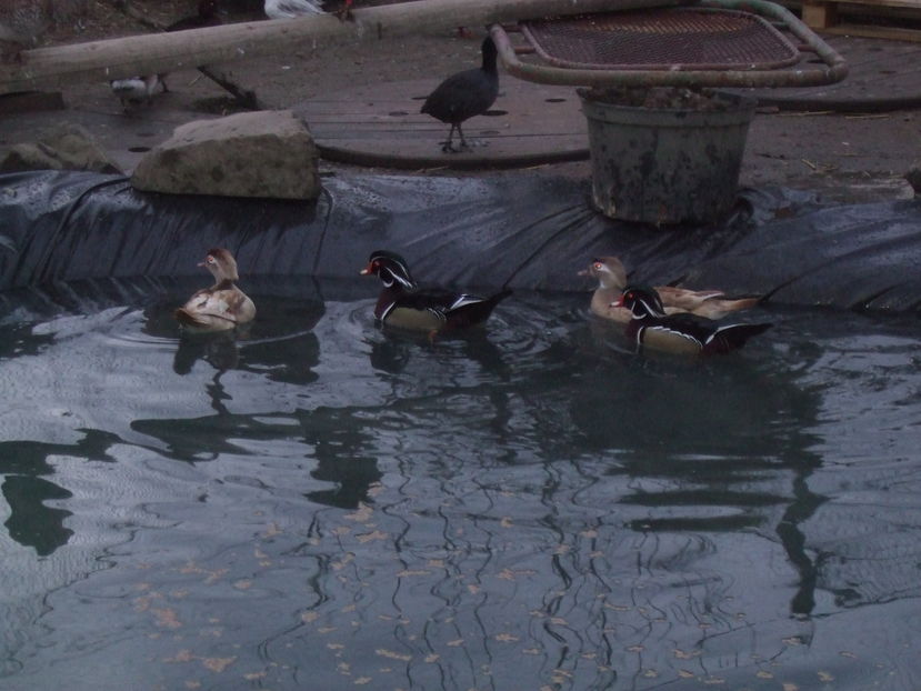  - Rate Caroline Standard