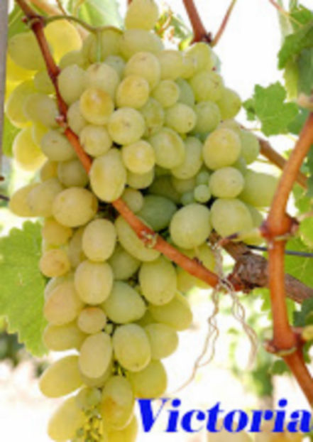 victoria x (1) - Victoria