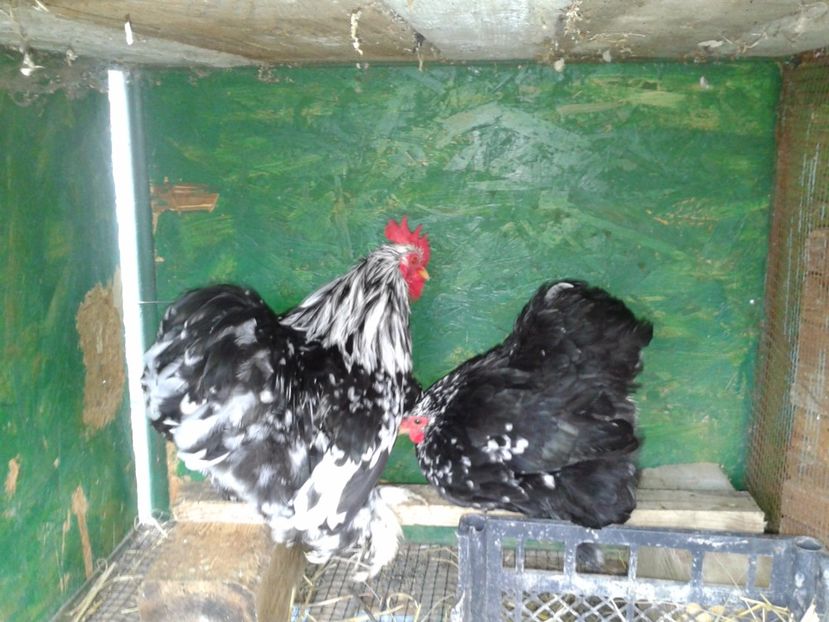 Fotografie0004 - gaini cochinchina pitic