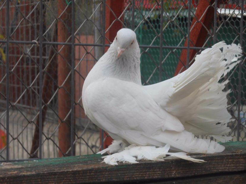 f 2016 - 07 -- Rostow argintiu