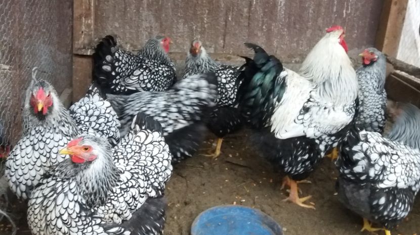  - Wyandotte argintiu 2017