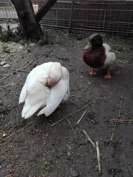  - rate pitice olandeze