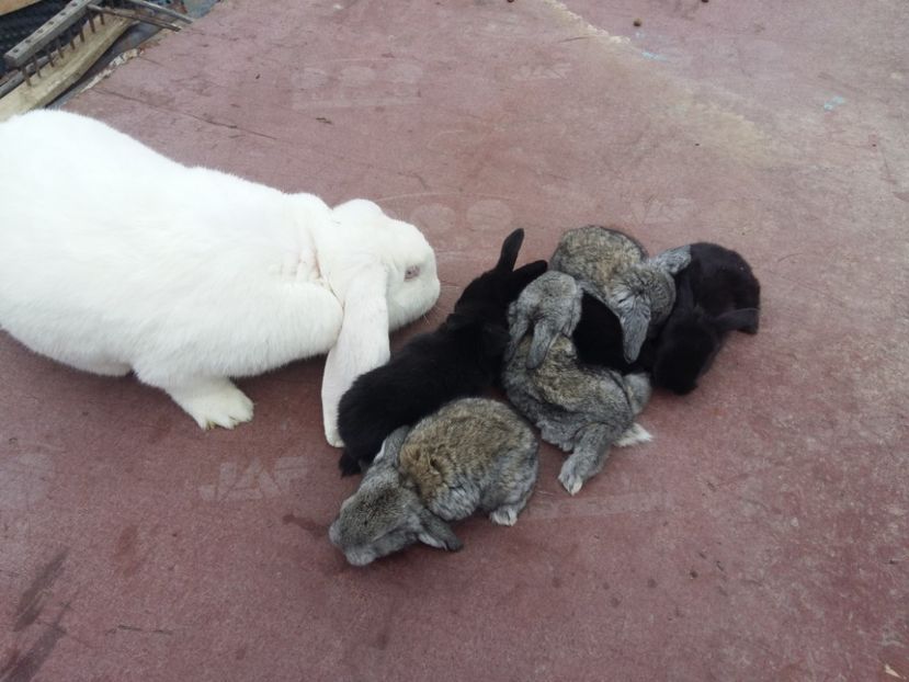 O mamă superbă de la BOGDAN MIRCEA - Cuib 19-02-2017