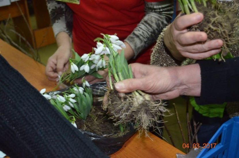  - Piata Seminte cu Suflet Deva -4 martie 2017