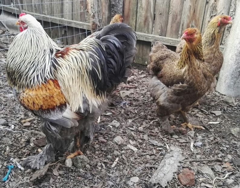  - Brahma potarnichiu albastru silver Orange bobat si HI