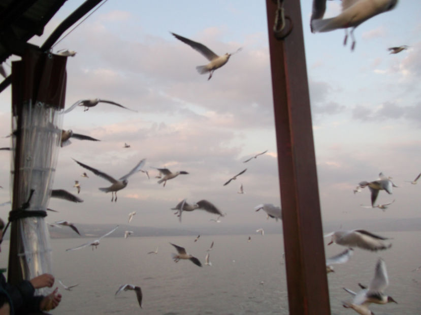 ne inconjoara pescarusii - a doua zi de pelerinaj