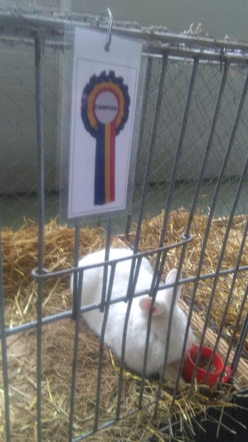 MASCUL NEOZEELANDEZ **CAMPION =96 P EXPO BREAZA 2017 **DE VANZARE** - 00-NEOOZELANDEZ ALB SI ROSU