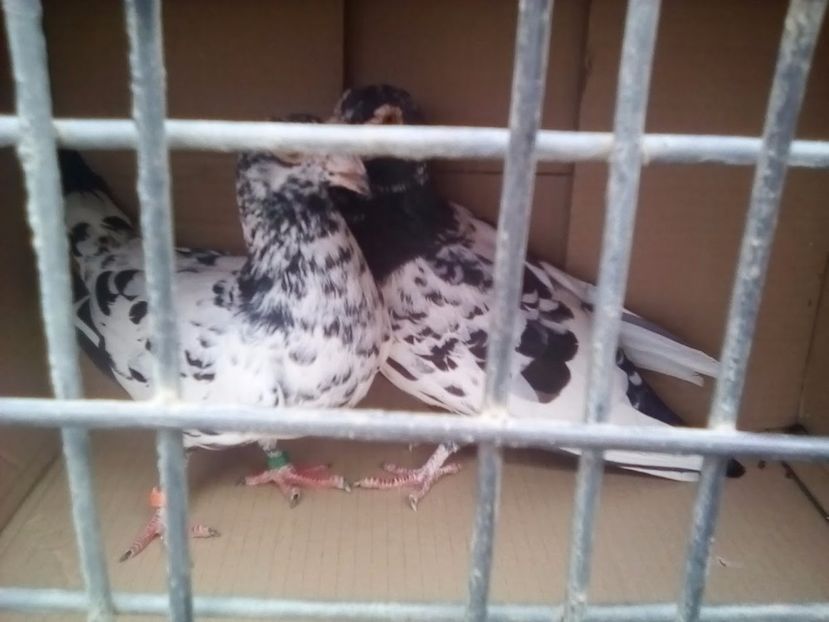 Perechea 1 - Porumbei Mei - 2017