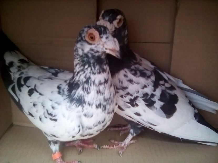  - Porumbei Mei - 2017