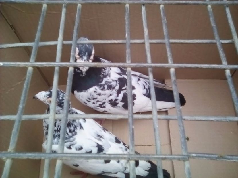  - Porumbei Mei - 2017