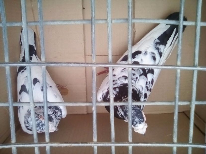  - Porumbei Mei - 2017