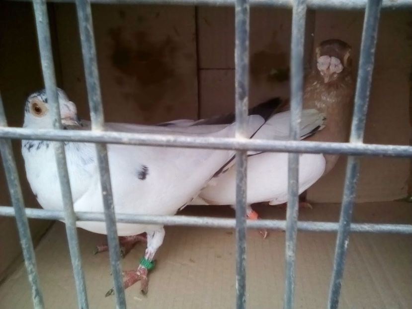 Perechea 3 - Porumbei Mei - 2017