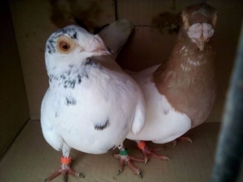  - Porumbei Mei - 2017