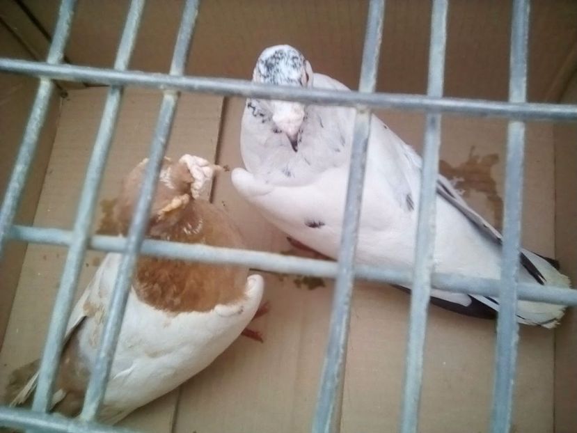  - Porumbei Mei - 2017