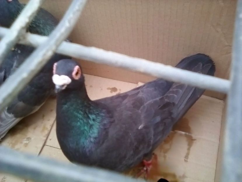  - Porumbei Mei - 2017