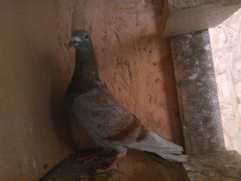 Theelen - Prasila fond maraton