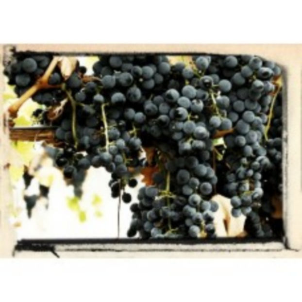 muscat nero - Muscat Negru